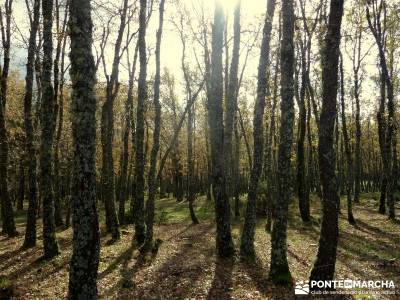 Bosque de Finlandia - Valle de El Paular;mapa senderismo baston senderismo ocio y aventura